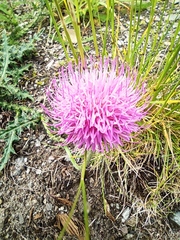 Carduus defloratus