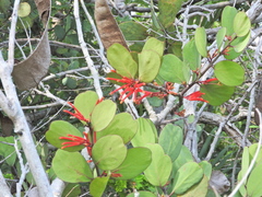 Psittacanthus biternatus