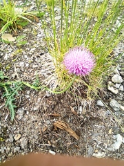 Carduus defloratus