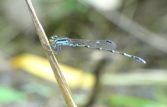 Agriocnemis splendidissima