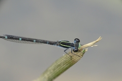 Agriocnemis splendidissima