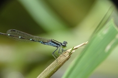 Agriocnemis splendidissima