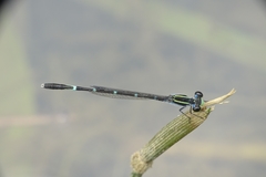 Agriocnemis splendidissima