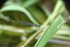 Agriocnemis splendidissima
