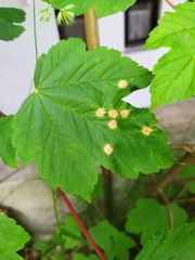 Drisina glutinosa