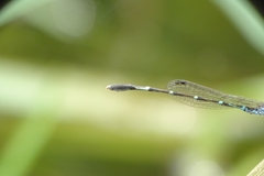 Agriocnemis splendidissima