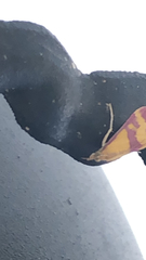 Pyrausta sanguinalis