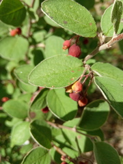 Cotoneaster melanocarpus