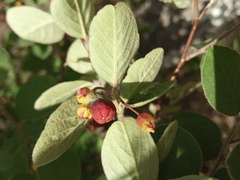 Cotoneaster melanocarpus