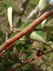 Cotoneaster melanocarpus