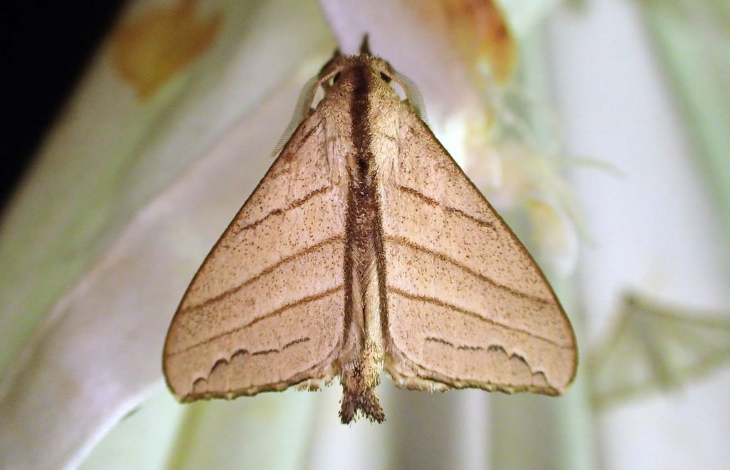 Drepatelodes hermieri
