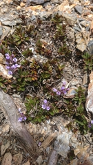 Veronica morrisonicola