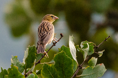 Euplectes hordeaceus