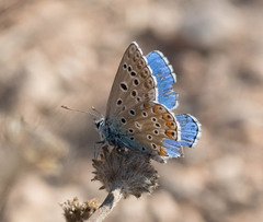 Polyommatus bellargus