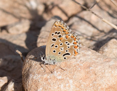 Polyommatus bellargus