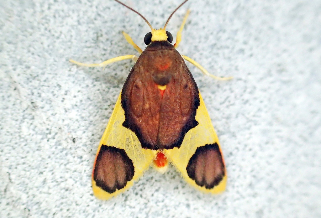 Trichromia androconiata