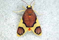 Trichromia androconiata