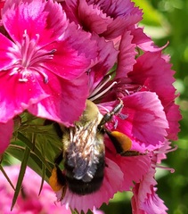 Bombus griseocollis