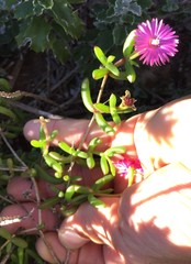 Delosperma virens