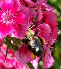 Bombus griseocollis
