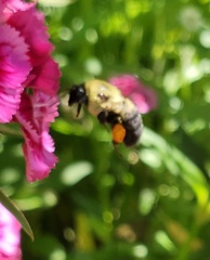 Bombus griseocollis