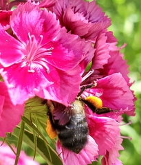 Bombus griseocollis