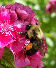 Bombus griseocollis