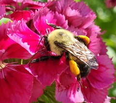 Bombus griseocollis