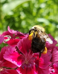 Bombus griseocollis