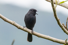 Melaenornis edolioides