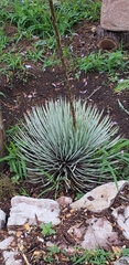Agave striata