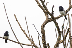 Melaniparus albiventris