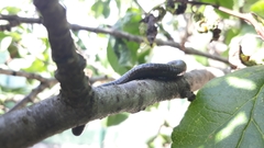 Acanthoiulus fuscipes