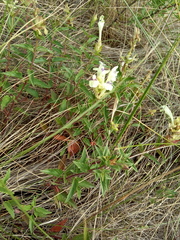 Scutellaria supina