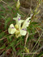 Scutellaria supina