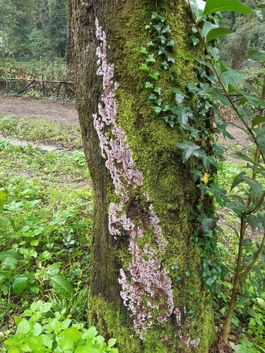 Purple Fuzz