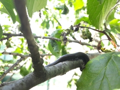 Acanthoiulus fuscipes