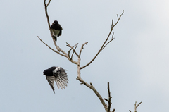 Melaniparus albiventris