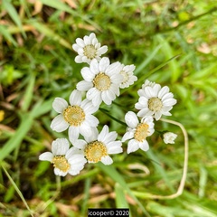 Achillea ptarmica