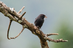 Melaenornis edolioides