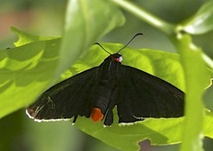 Pyrrhopygini