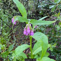 Symphytum × uplandicum