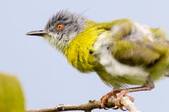 Apalis flavida