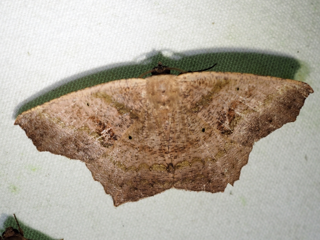 Paragonia tasima