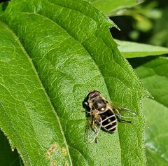 Eristalis arbustorum