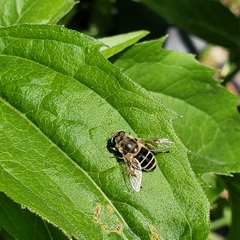 Eristalis arbustorum