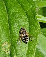 Eristalis arbustorum