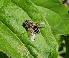 Eristalis arbustorum