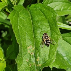 Eristalis arbustorum