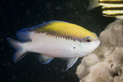 Chromis nitida